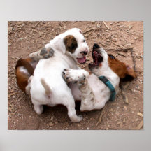 Lucha que juega el pitbull americano y Basset Houn Poster