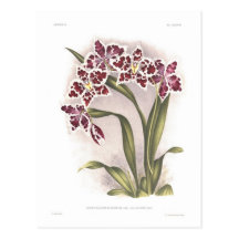 Luciani del var del crispum de Odontoglossum Tarjeta Postal