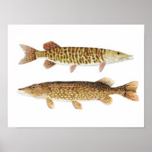 Lucio europeo y poster barrado del arte de Muskie