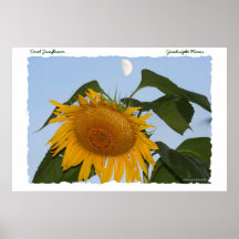 Luna cansada del girasol… buenas noches poster