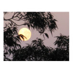 Luna detrás de árboles de goma posters