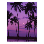 Luna y palmera postales