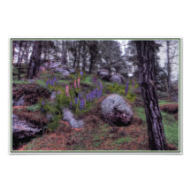Lupine en un Boulderfield Fotos