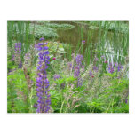 Lupine Postales