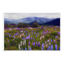 Lupines de Etherial Fotos