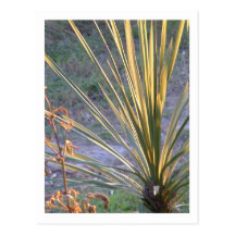 luz de la puesta del sol en una planta tarjetas postales
