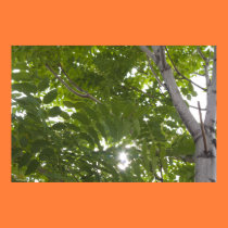 Luz del sol a través de las hojas del árbol del ci posters