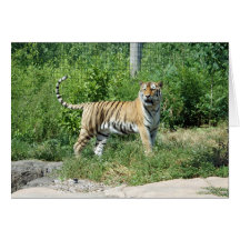 Luz del tigre felicitacion 