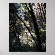 Luz en mi bosque #3 posters