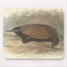 Lydekker - Echidna común Tapetes De Raton