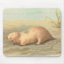 Lydekker - topo marsupial tapetes de ratones