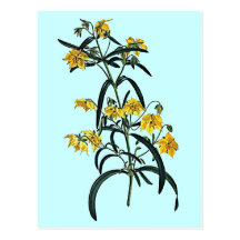 Lysimachia Quadrifolia Postal