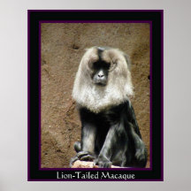 Macaque León-Atado Impresiones