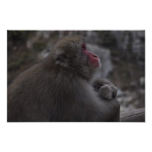 Macaques japoneses - Macaco Japones Foto