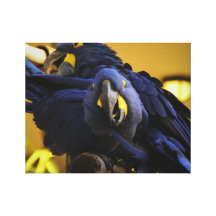 Macaw azul impresión en lona estirada