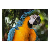 Macaw azul y amarillo tarjetas
