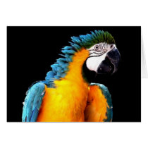 Macaw azul y amarillo tarjetas
