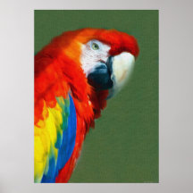 Macaw de Scarlett Poster