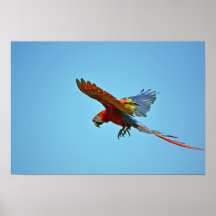 Macaw del escarlata en vuelo poster