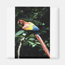 Macaw del escarlata imán