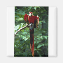 Macaw del escarlata imanes de nevera