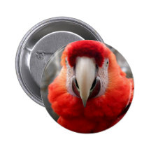 Macaw del escarlata pins