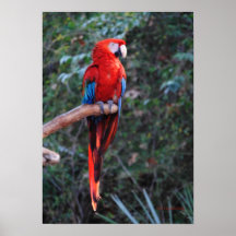 Macaw del escarlata posters