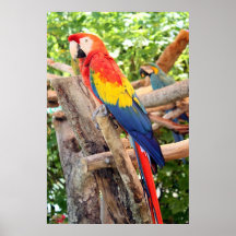 Macaw del escarlata impresiones