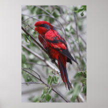 Macaw del escarlata poster