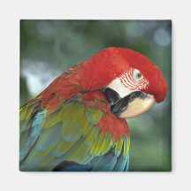 Macaw del escarlata, Singapur Imán Para Frigorifico