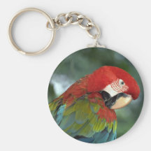 Macaw del escarlata, Singapur Llaveros