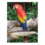 Macaw escénico del escarlata postal