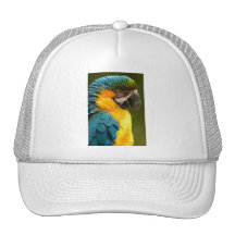 macaw gorras