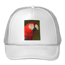 macaw gorro