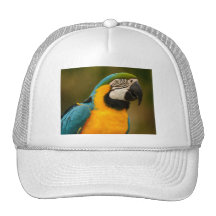 macaw gorro de camionero