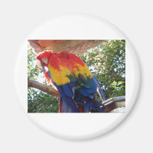 macaw iman
