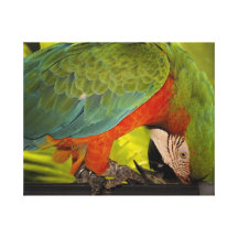 Macaw Impresiones En Lona Estiradas