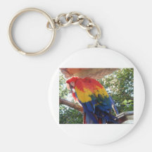 macaw llavero