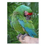 Macaw militar Preening Tarjeta Postal