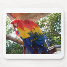 macaw tapete de ratones