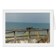 Macaw (tarjeta de felicitación)