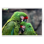 Macaws en amor tarjeta
