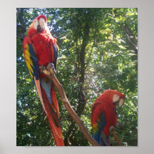 Macaws Impresiones