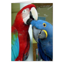 Macaws rojos y azules coloridos tarjetón