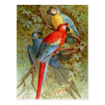 Macaws Tarjetas Postales