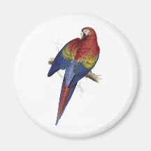 Maccaw rojo y amarillo de Edward Lear Imán De Frigorífico