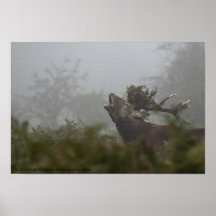 Macho del ciervo común, parque espeso, Inglaterra Poster