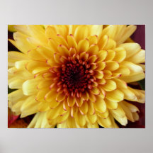 Macro amarilla de la flor posters