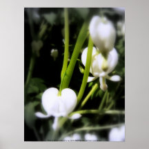 macro blanca del corazón sangrante, blanco y negro posters
