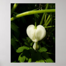macro blanca solitaria del corazón sangrante poster